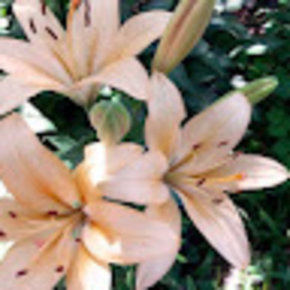 Meet your Posher, Quinn